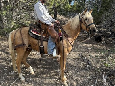 3 year old palomino gelding.