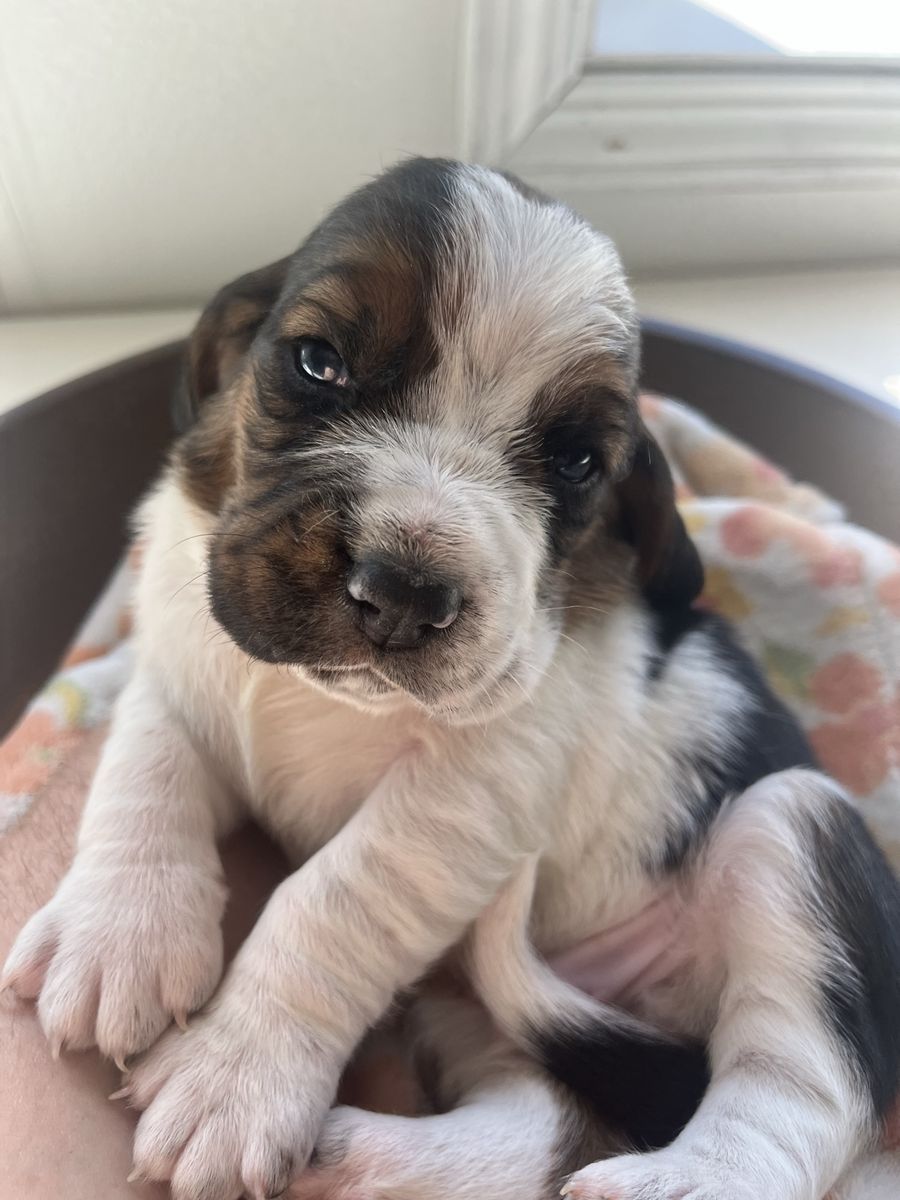 Basset Hound Puppies!