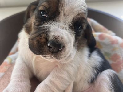 Basset Hound Puppies!