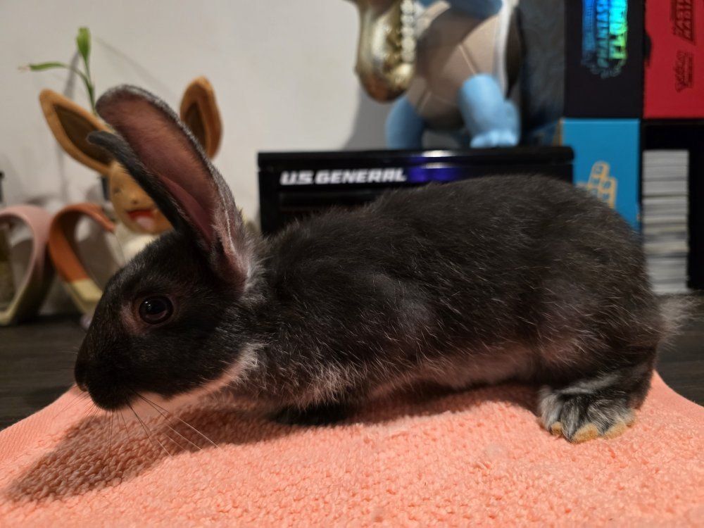 TAMUK/Harlequin Cross Rabbit (Pet, Meat, Broodstock)