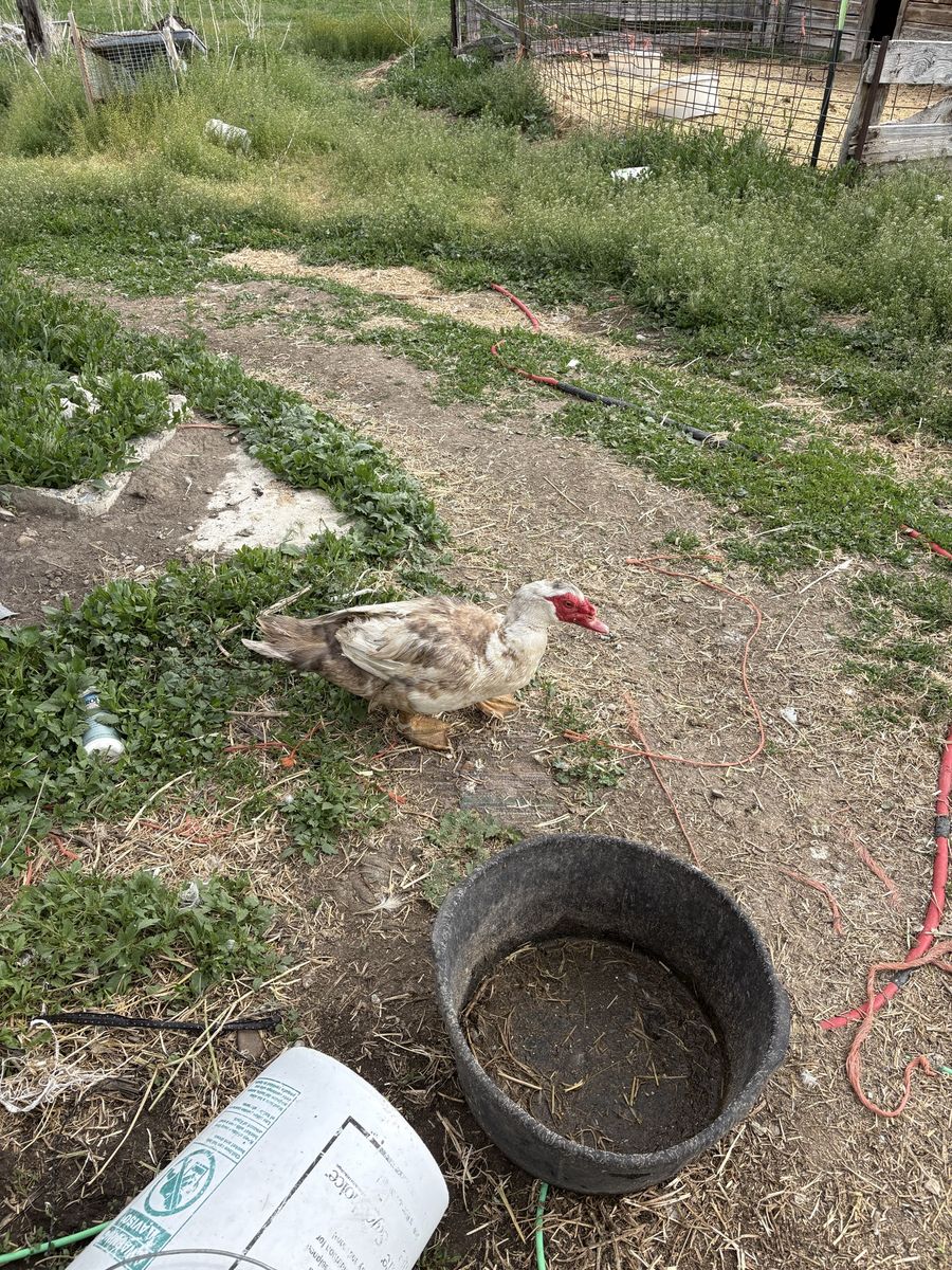 Muscovy ducks