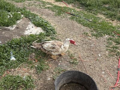 Muscovy ducks