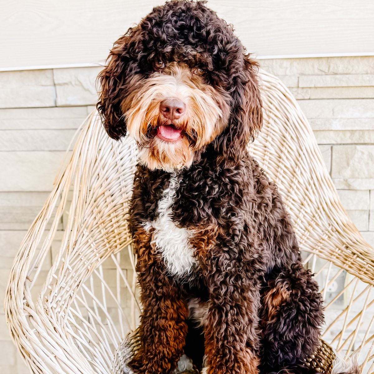 Fully Furnished Chocolate Mini Bernedoodle Stud