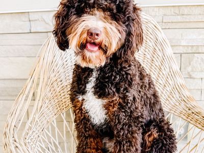 Fully Furnished Chocolate Mini Bernedoodle Stud