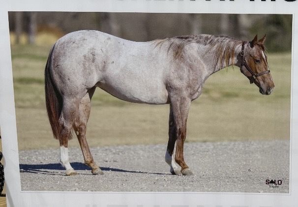2024 Dual Reyish Filly