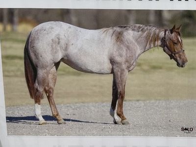2024 Dual Reyish Filly