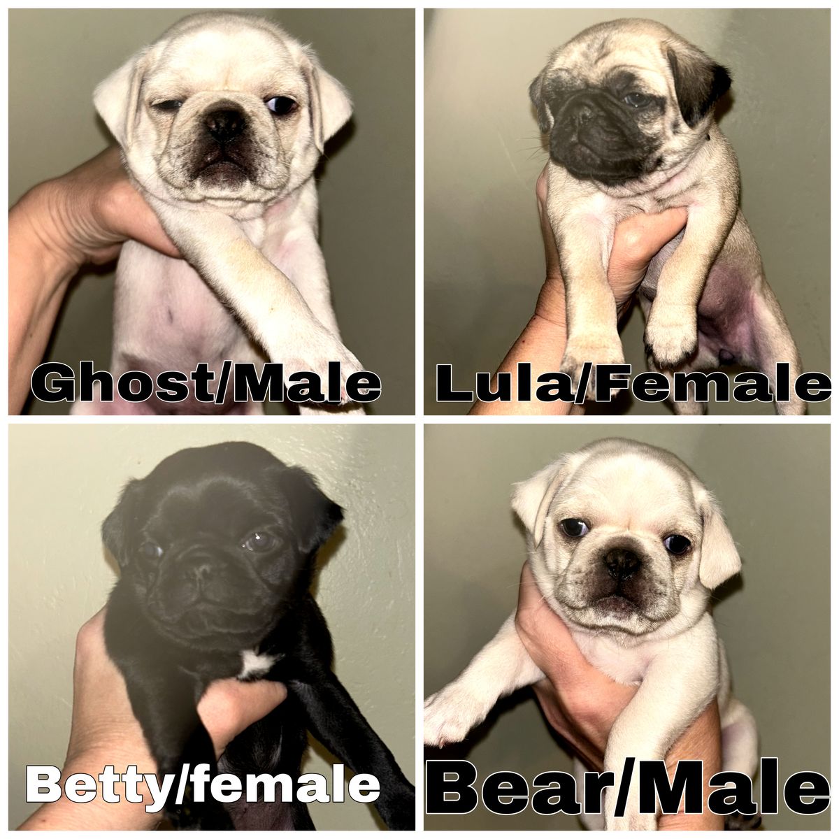 DNA Tested Pug Puppies