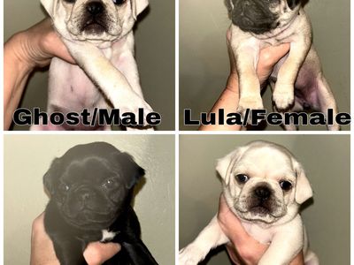 DNA Tested Pug Puppies