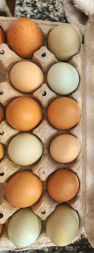 Fresh Eggs