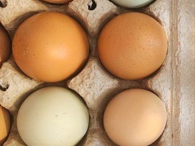 Fresh Eggs