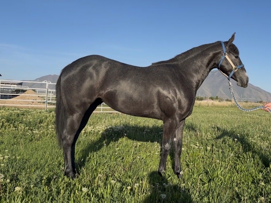 2yr old Filly - Dash Ta Fame in Training