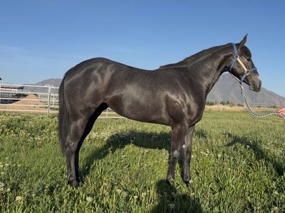 2yr old Filly - Dash Ta Fame in Training