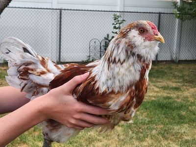 Blue easter egger rooster