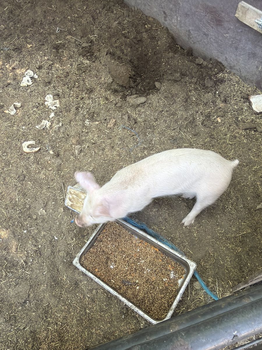 Healthy Young Piglets - Feeder or roaster pig
