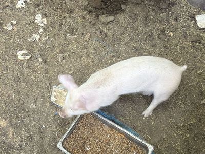 Healthy Young Piglets - Feeder or roaster pig