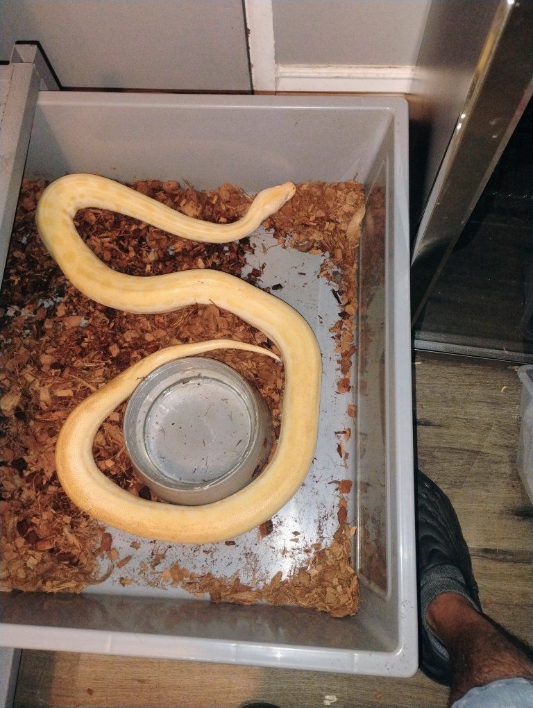pearl patternless Burmese python 