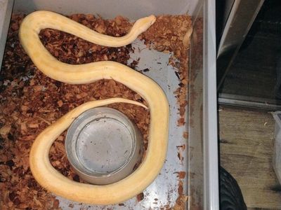 pearl patternless Burmese python