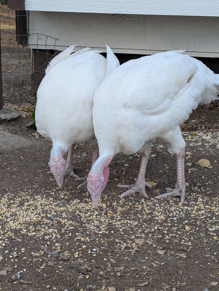 2 White Broad-Breasted Turkey Hens (White Hollands)- 4 Months Old - Healthy, Active Birds