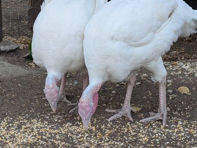 2 White Broad-Breasted Turkey Hens (White Hollands)- 4 Months Old - Healthy, Active Birds