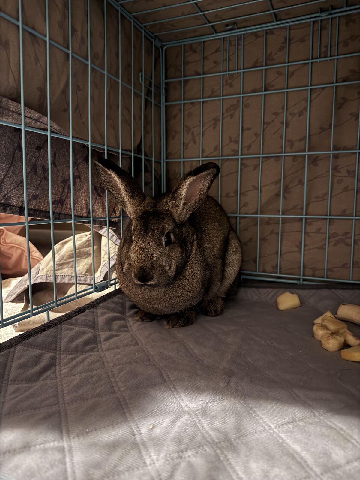 Found Bunny in West Jordan (Oquirrh Shadows) 6300 south 5030 west off of lobelia drive