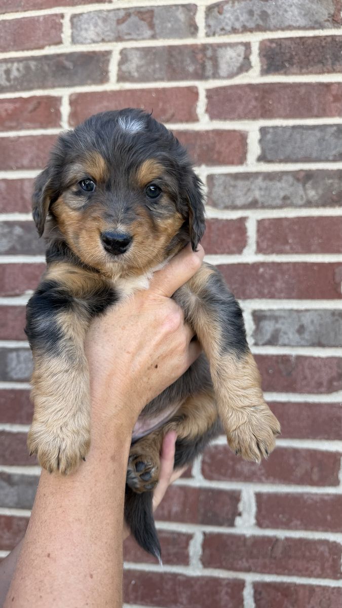 Ultra Bernedoodle Puppies - Ready July 1st