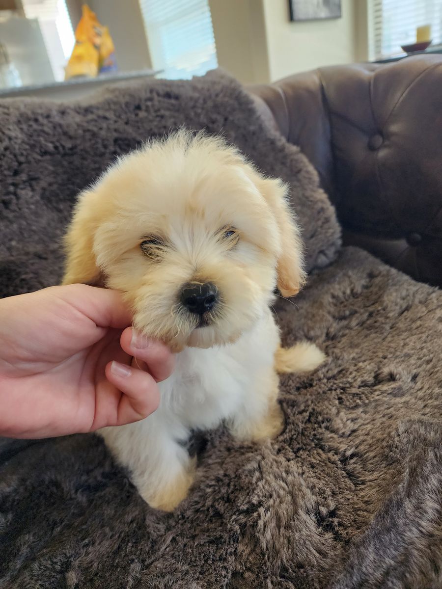 MALTIPOO/MINI GOLDENDOODLE