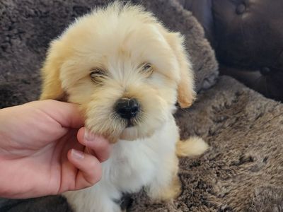 MALTIPOO/MINI GOLDENDOODLE