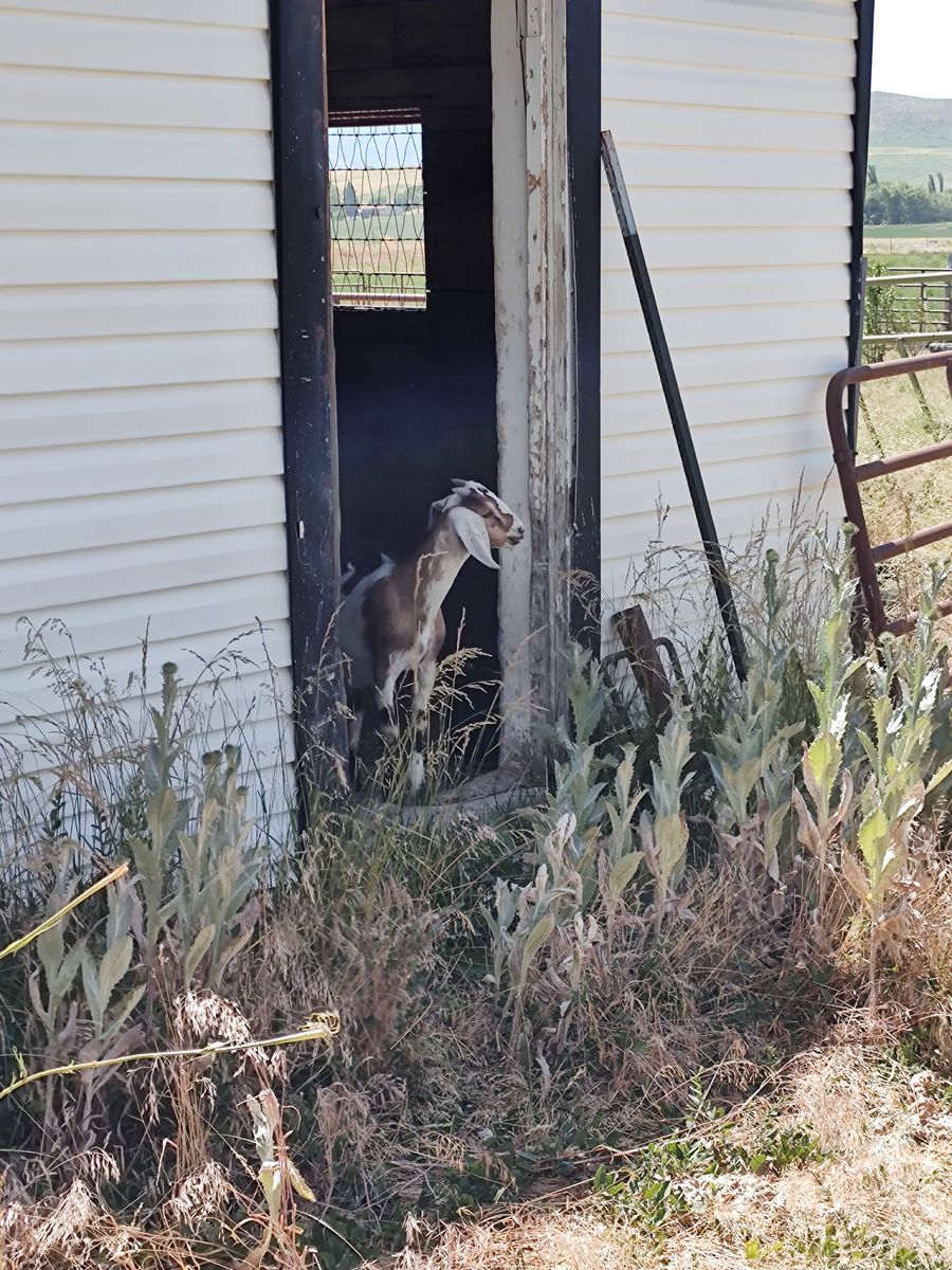4 month old wether goat