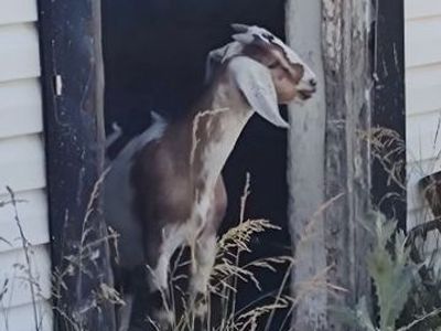 4 month old wether goat