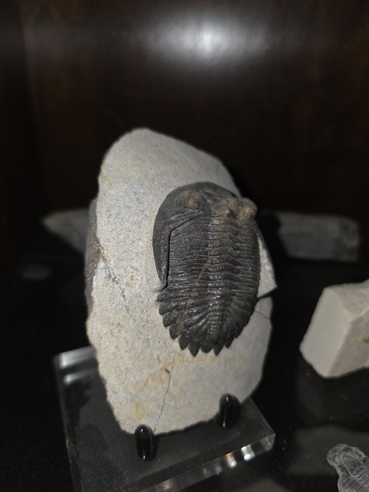Authentic Trilobite Fossil Specimen