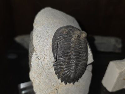 Authentic Trilobite Fossil Specimen