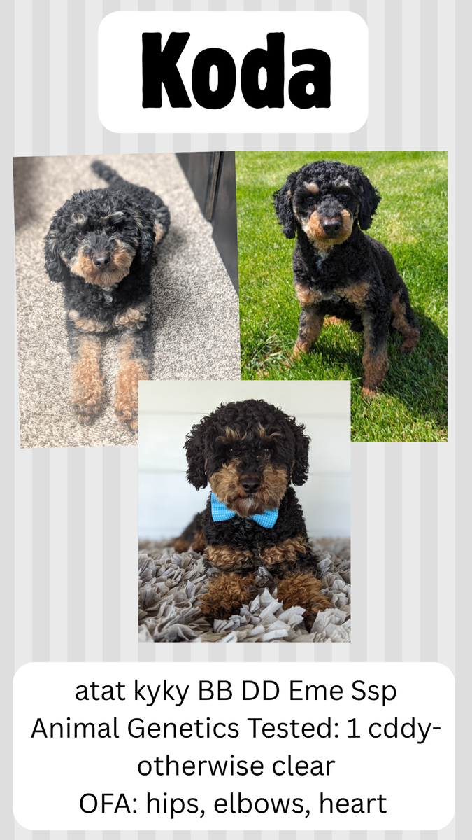AKC Mini Poodle Phantom Stud 