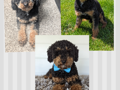 AKC Mini Poodle Phantom Stud