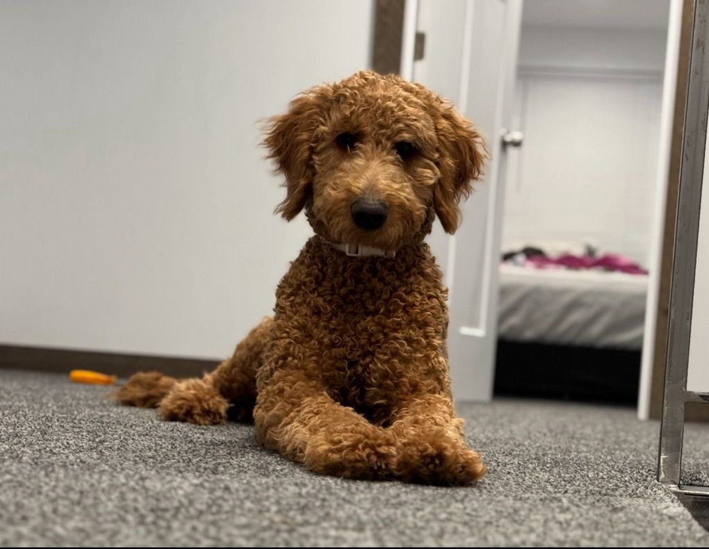 Golden Doodle For Sale