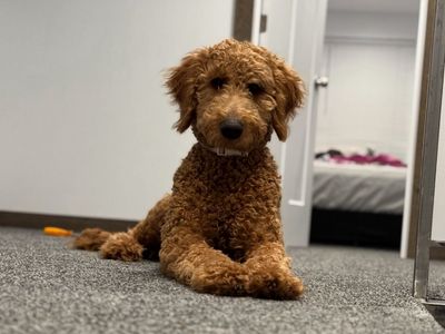 Golden Doodle For Sale