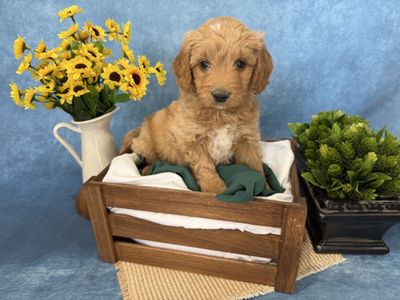 Mini Goldendoodle puppies!