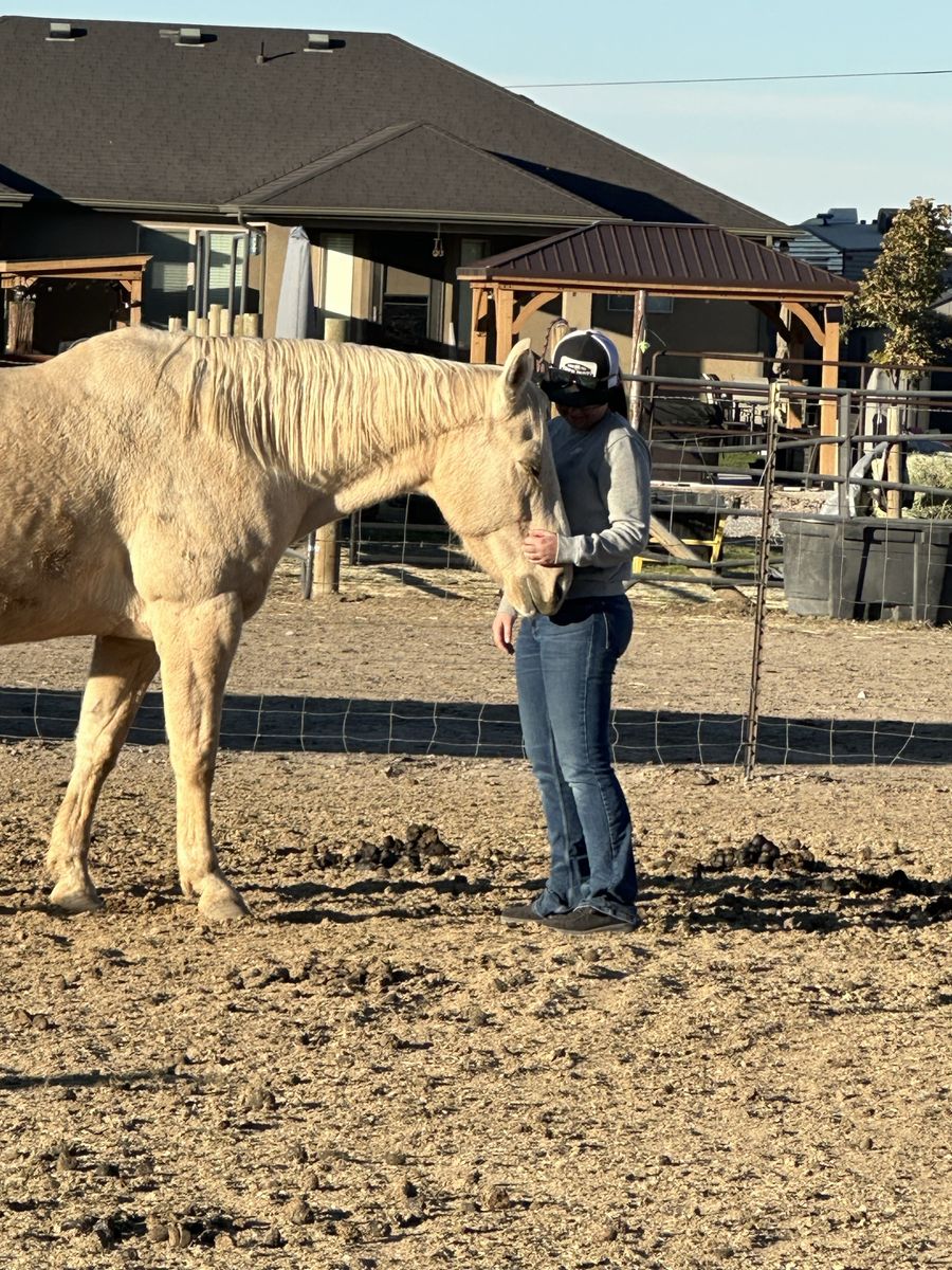 Grade Palomino Gelding