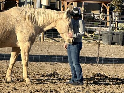 Grade Palomino Gelding