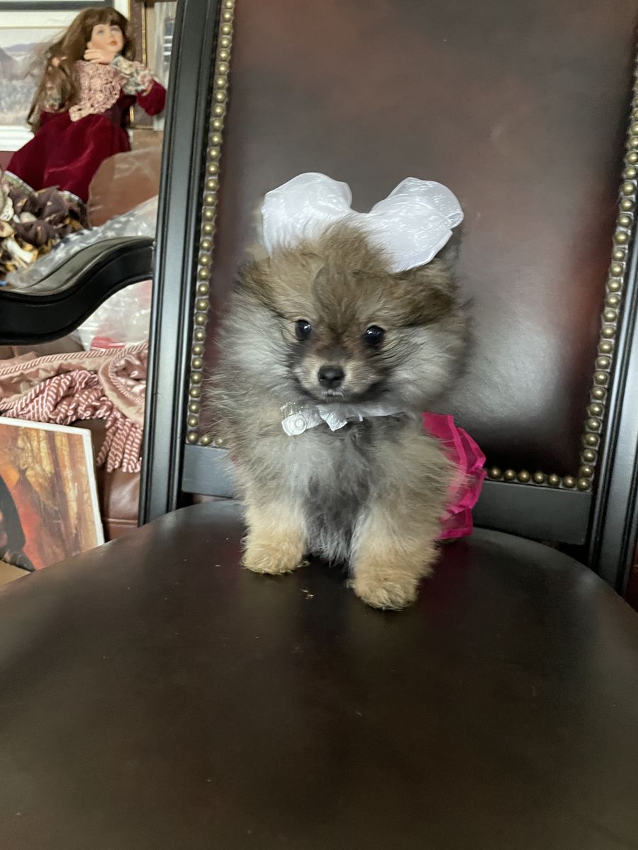 Teeny Teacup Pure AKC Pomeranian puppies sale/trade
