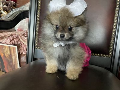 Teeny Teacup Pure AKC Pomeranian puppies sale/trade