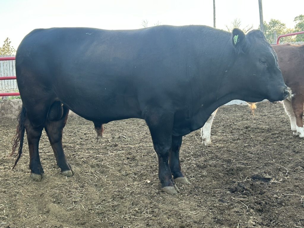 2‑Year‑Old Semmental/Angus Breeding Bull — Gentle & Respectful — $4,000