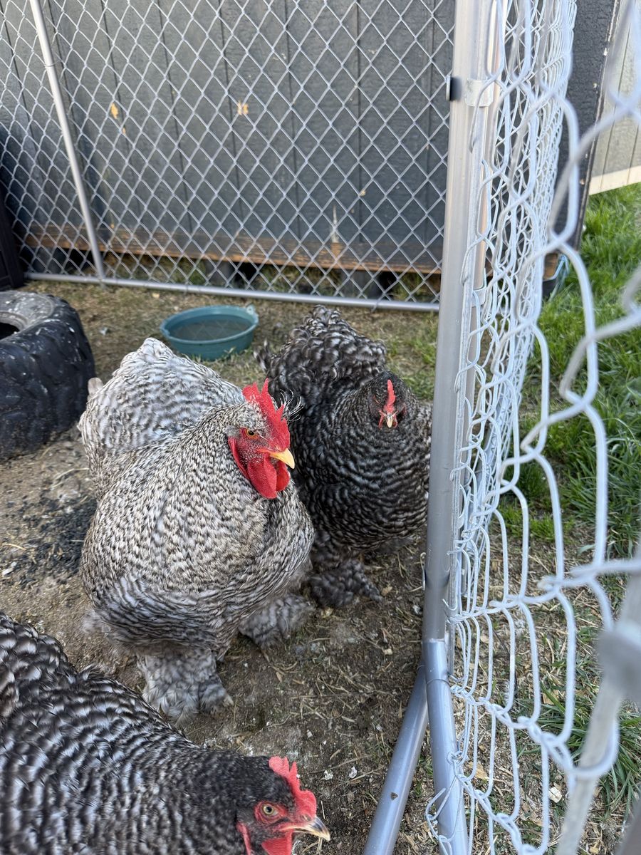 Barred Cochin Breeding Trio