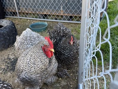 Barred Cochin Breeding Trio