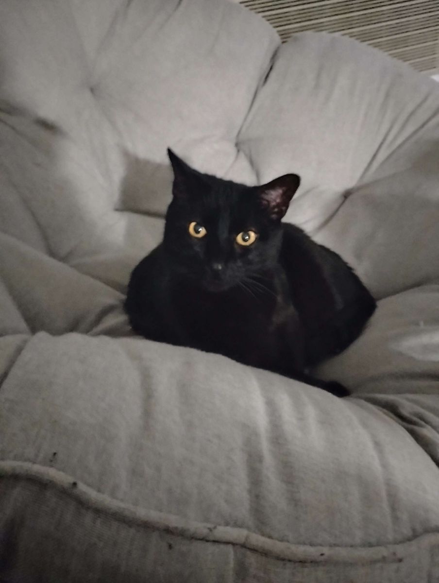 In search of a good home with no other pets