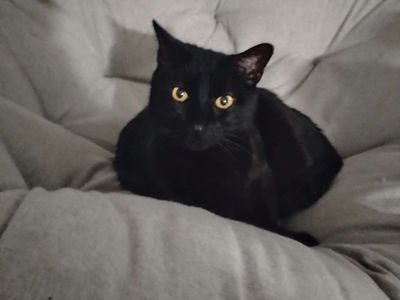 In search of a good home with no other pets