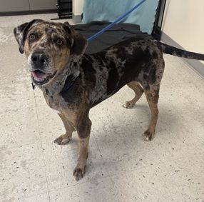 A163766 Winifred, Available for Adoption