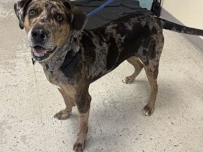 A163766 Winifred, Available for Adoption