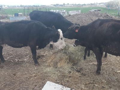 Older running age broken mouth cows with heifer calves