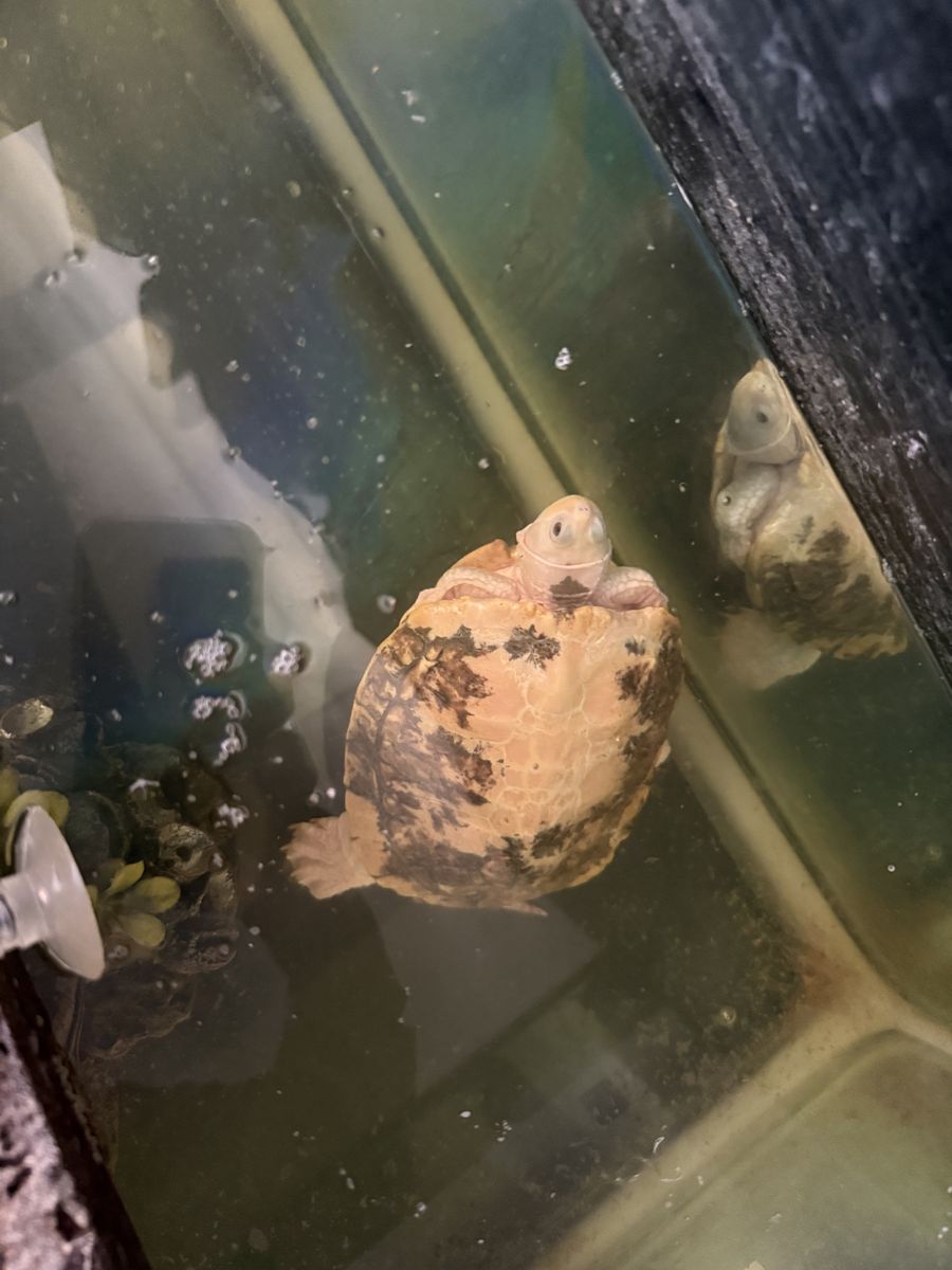 Red Eared Sliders Breeding Pair