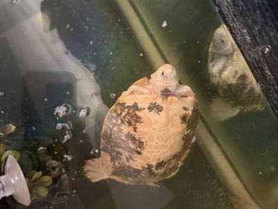 Red Eared Sliders Breeding Pair